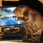 Compubeaver