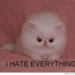 i-hate-everything-cat.jpg