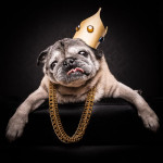 pug_life_notorious_pug