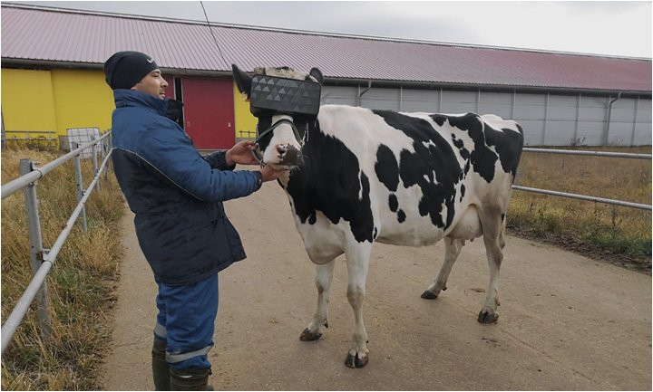Krave v Rusiji uživajo v VR pašnikih