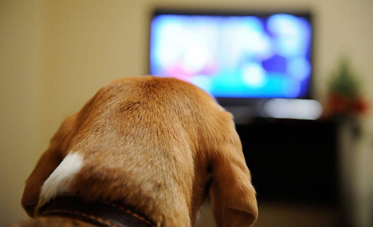 televizija za pse
