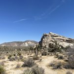 joshua tree
