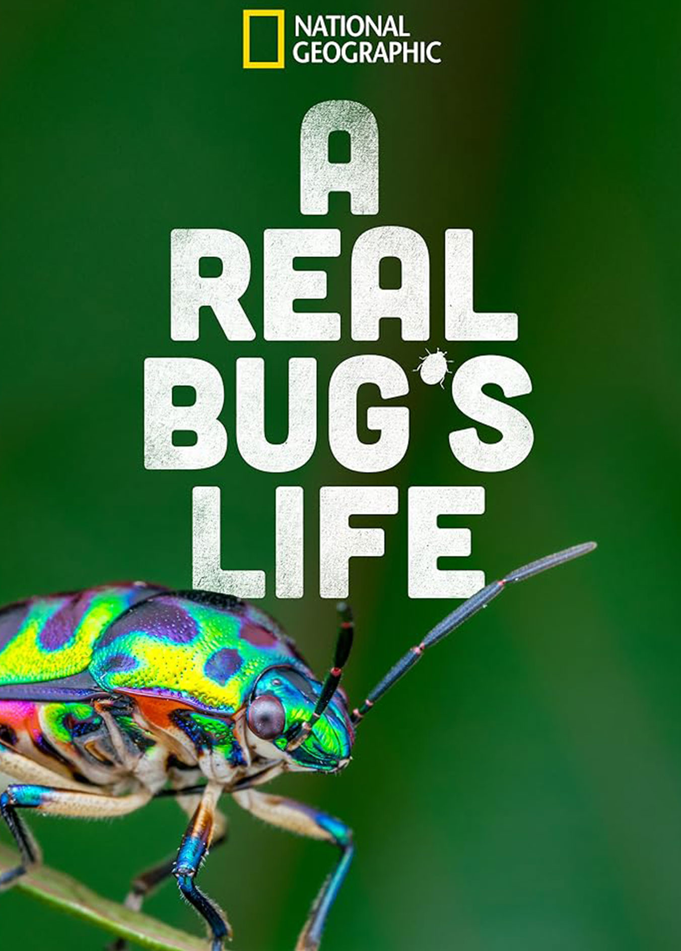 bug’s