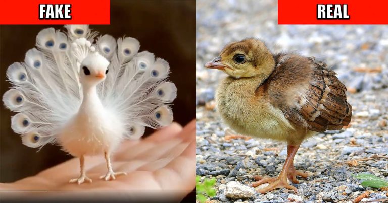 DuckDuckGo